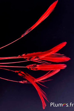 Faisan Lady Armherst strippé - 17-22 cm - rouge-noir 